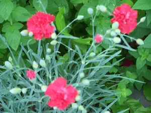 Clove pink