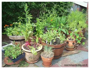 Container Plants2 Web