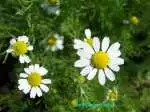 chamomile.jpg