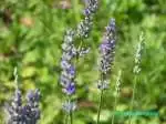 lavender17.jpg