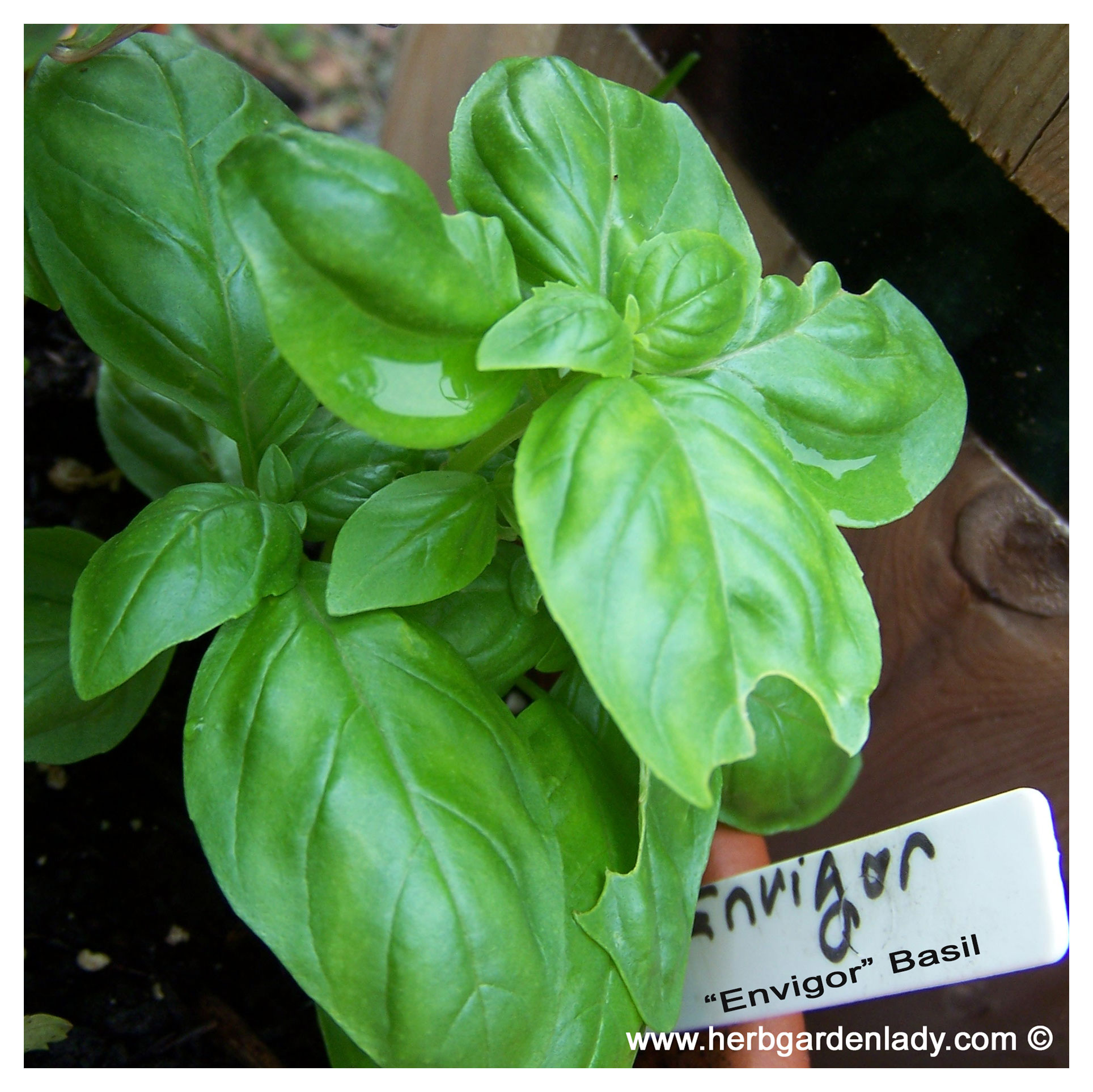 Basil variety Envigor has long roots, but will still be a good herb for a windowsill garden.