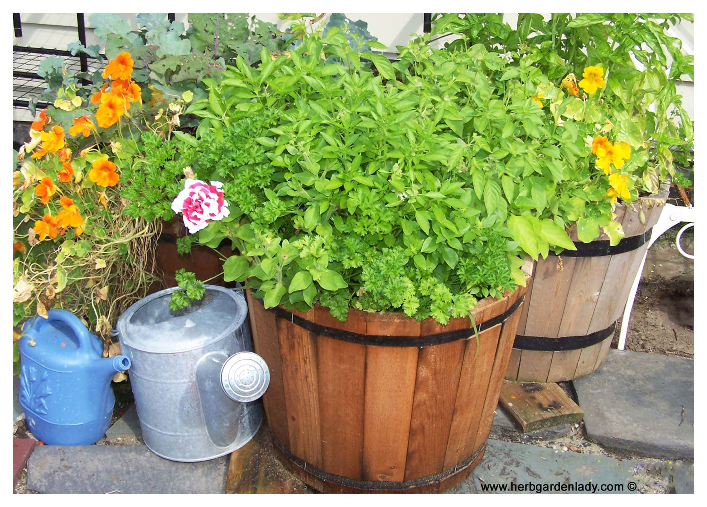 Basil herb growing a container herb garden.