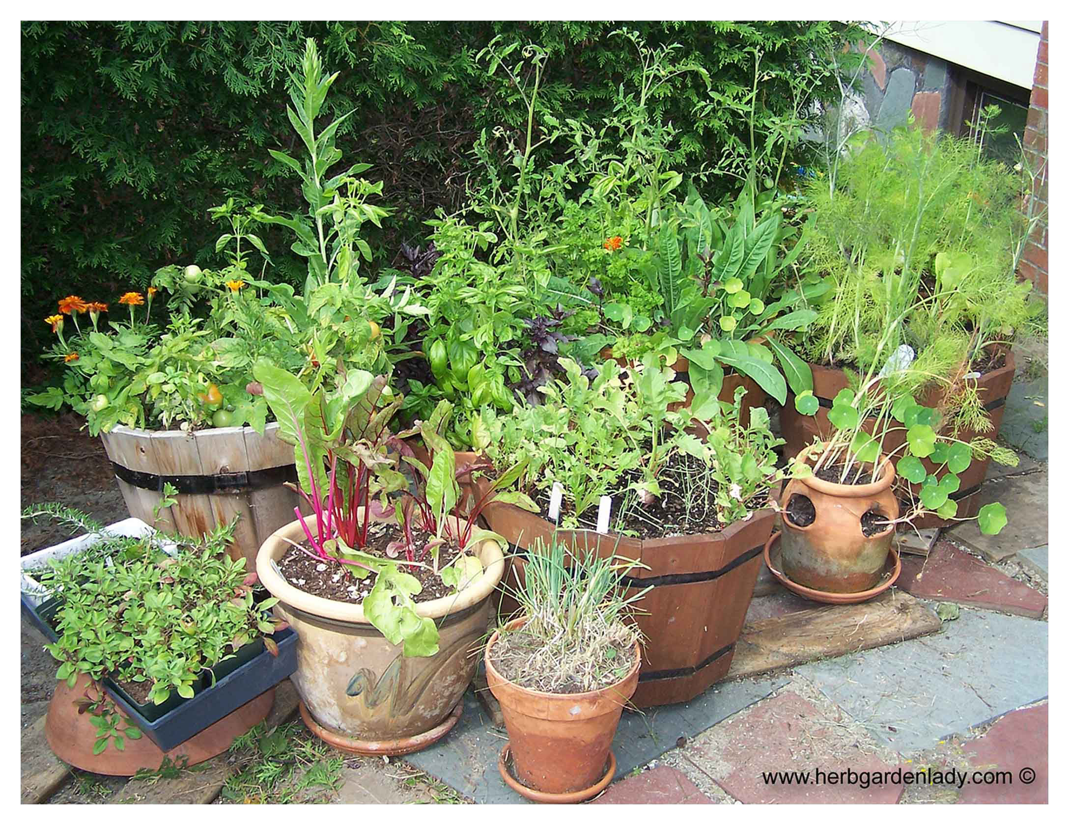 Kitchen herb garden using containers and herb pots