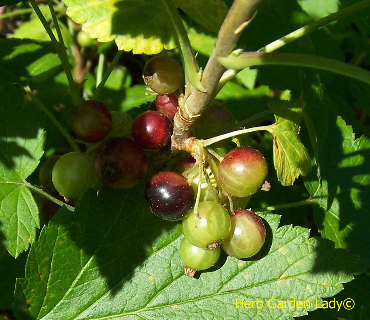 Black currants just starting to ripen