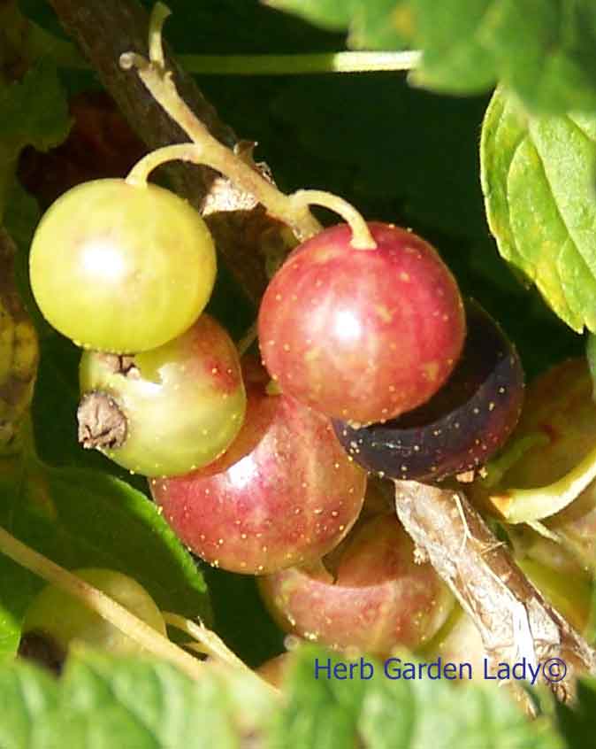 Black Currants