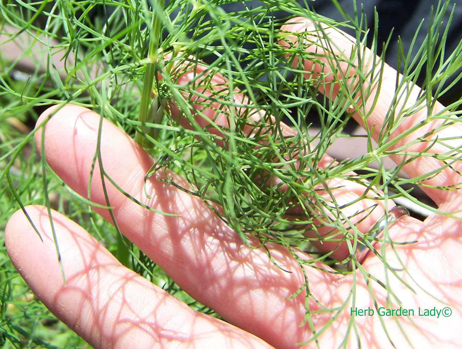 Dill weed is excellent herb to grow in a culinary herb garden, one of the must have herbs to grow each year.