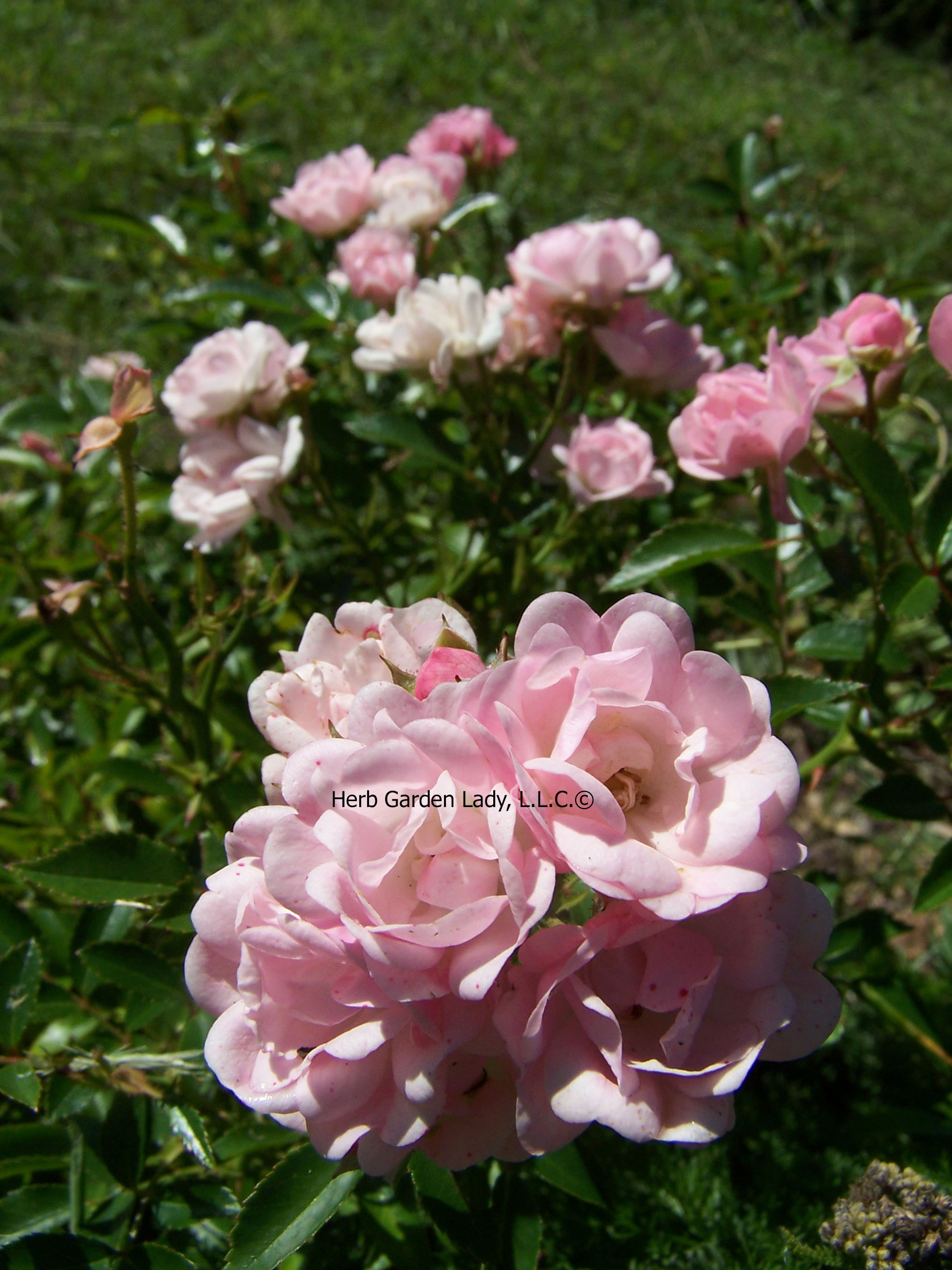 Fairy roses in bloom in my Aromatherapy herb garden