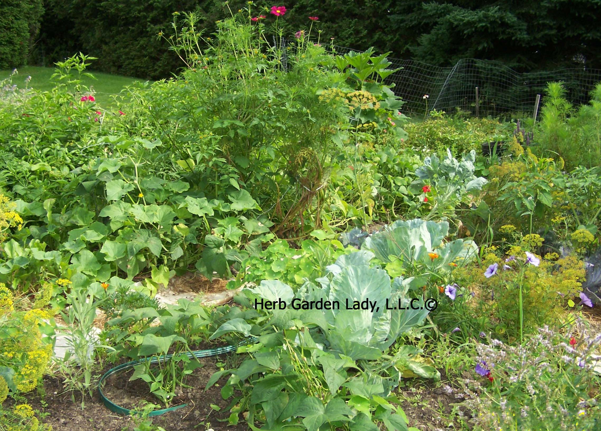 Start This Basic Herb Garden And Enjoy Your Own Herb Garden