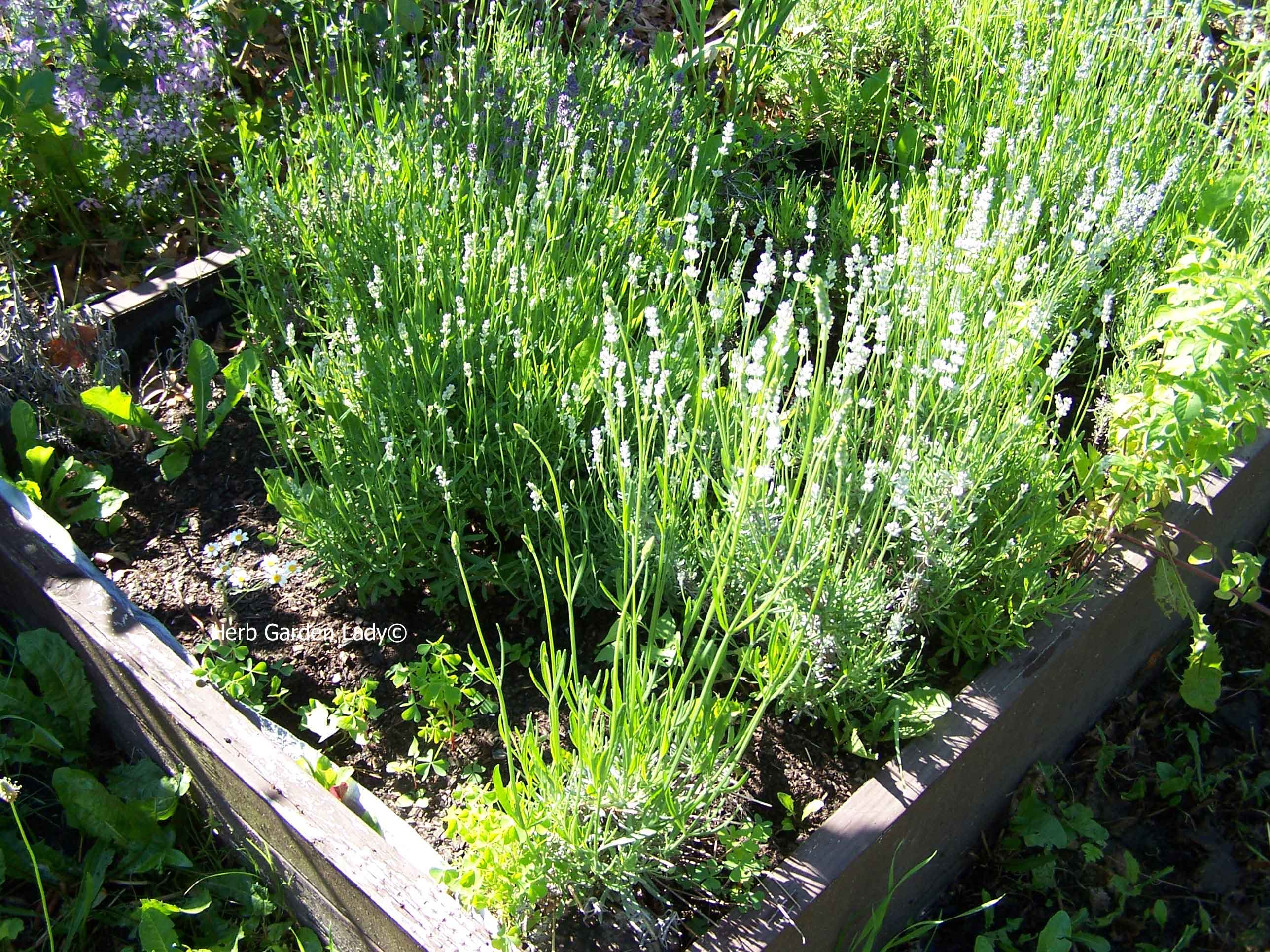 Lavender herb plants growing in my raised garden beds.