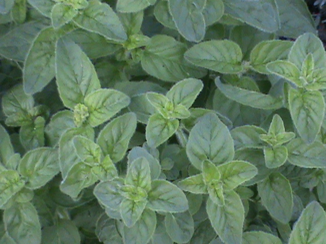 Greek oregano is excellent for cooking in many different dishes.
