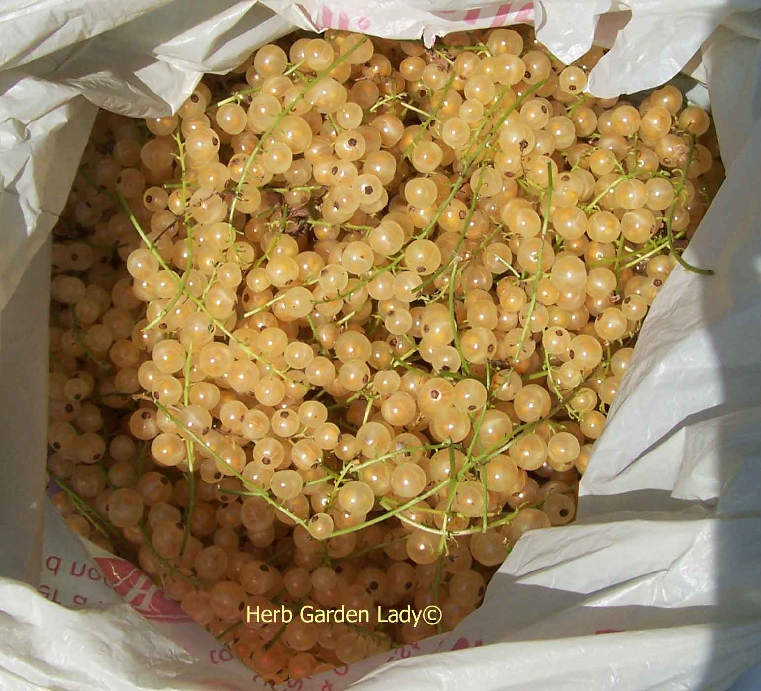 White currants