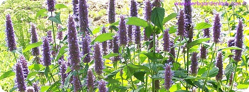 Anise Hyssop edible purple flowers