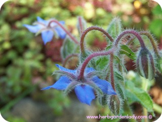Borage edible flowers and leaves