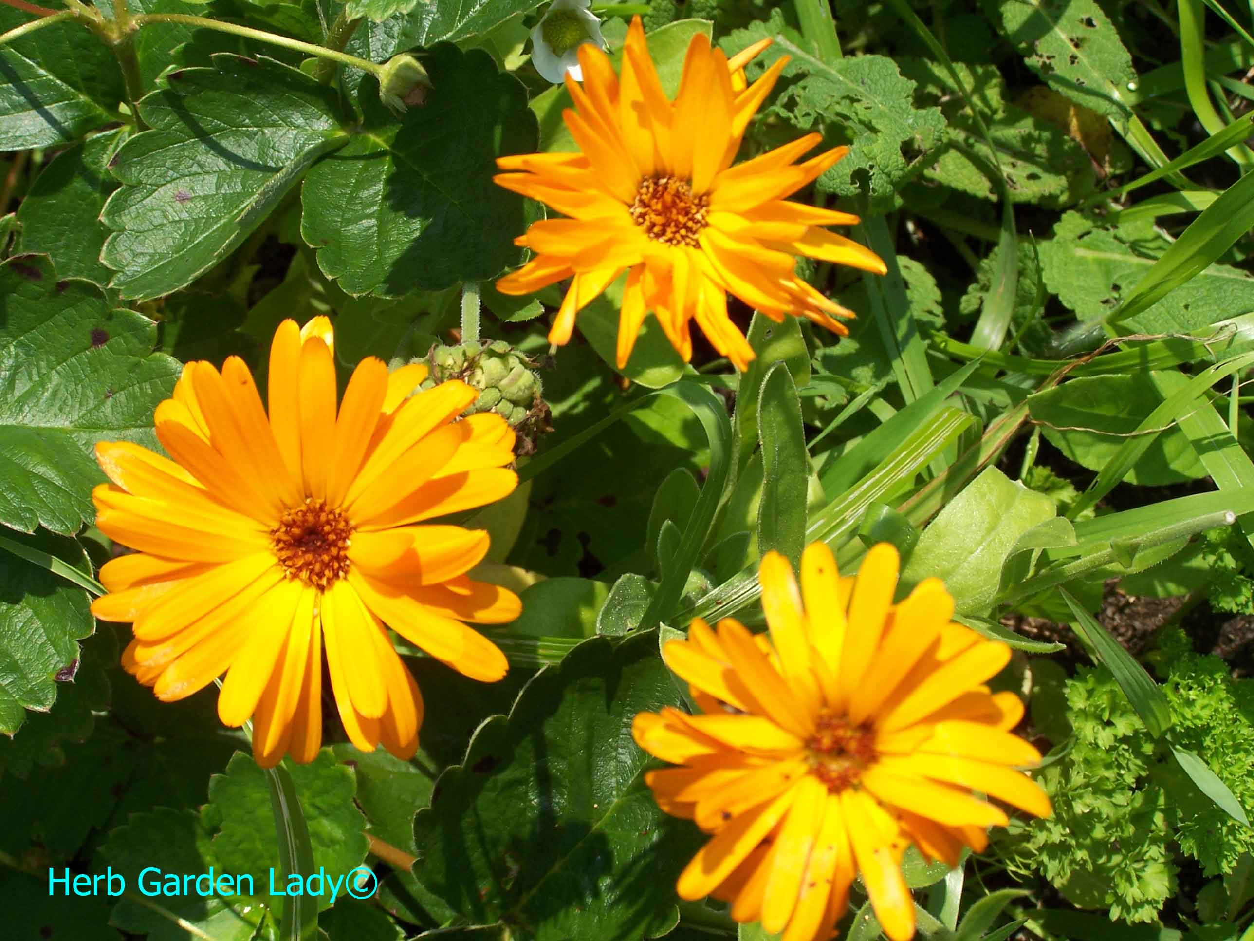 Calendula herb is invaluable in first-aid skin lotions, ointments or soaps.