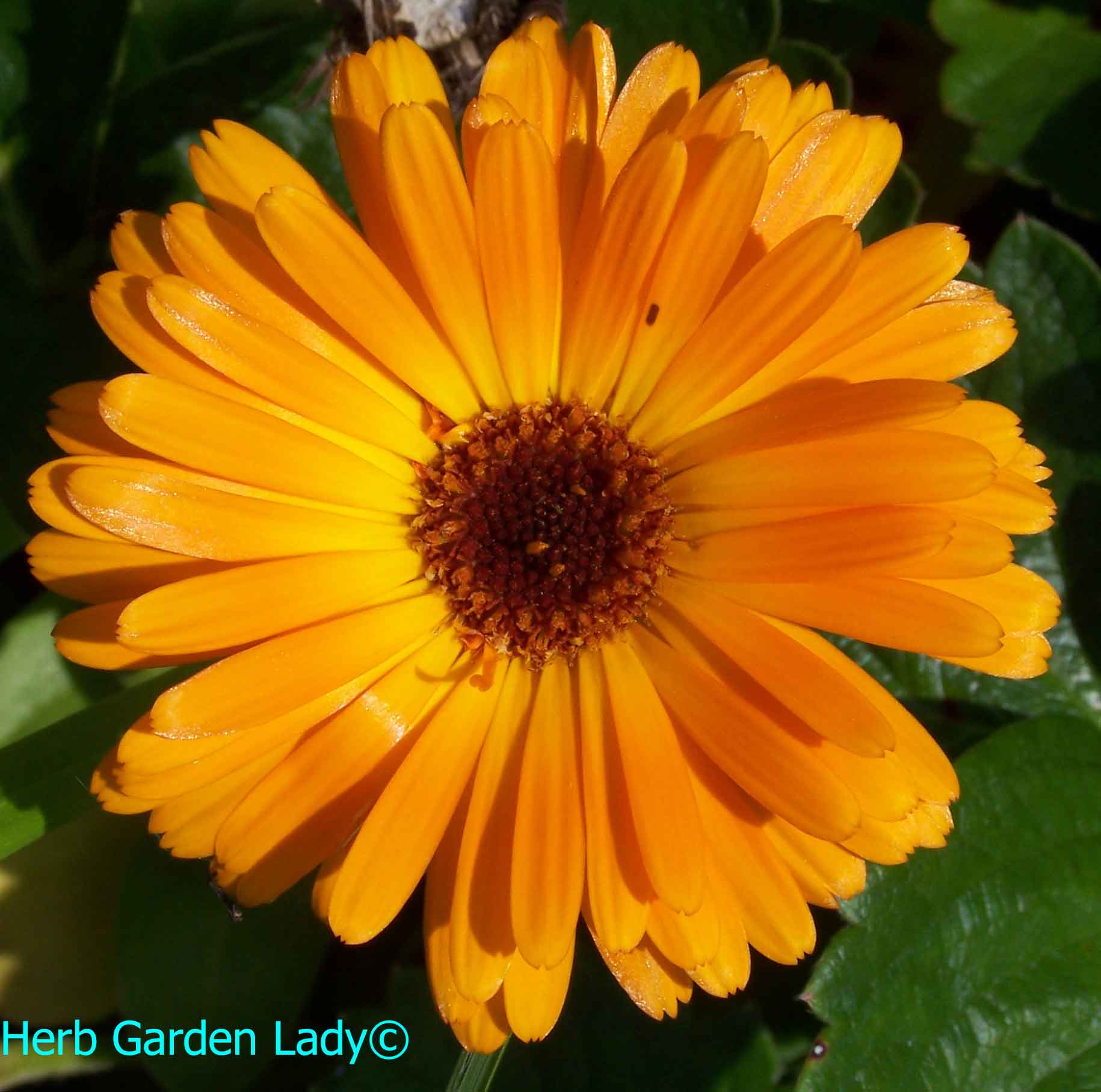 My sunshine herb calendula