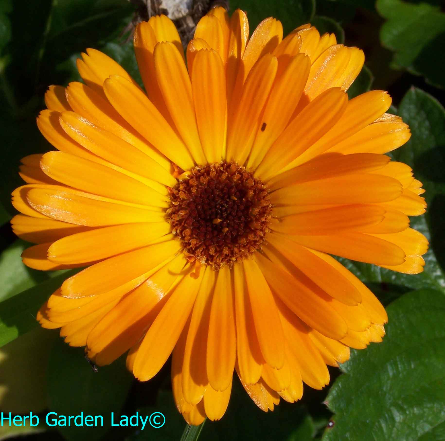 The calendula herb is a superb for dry skin and chapped lips