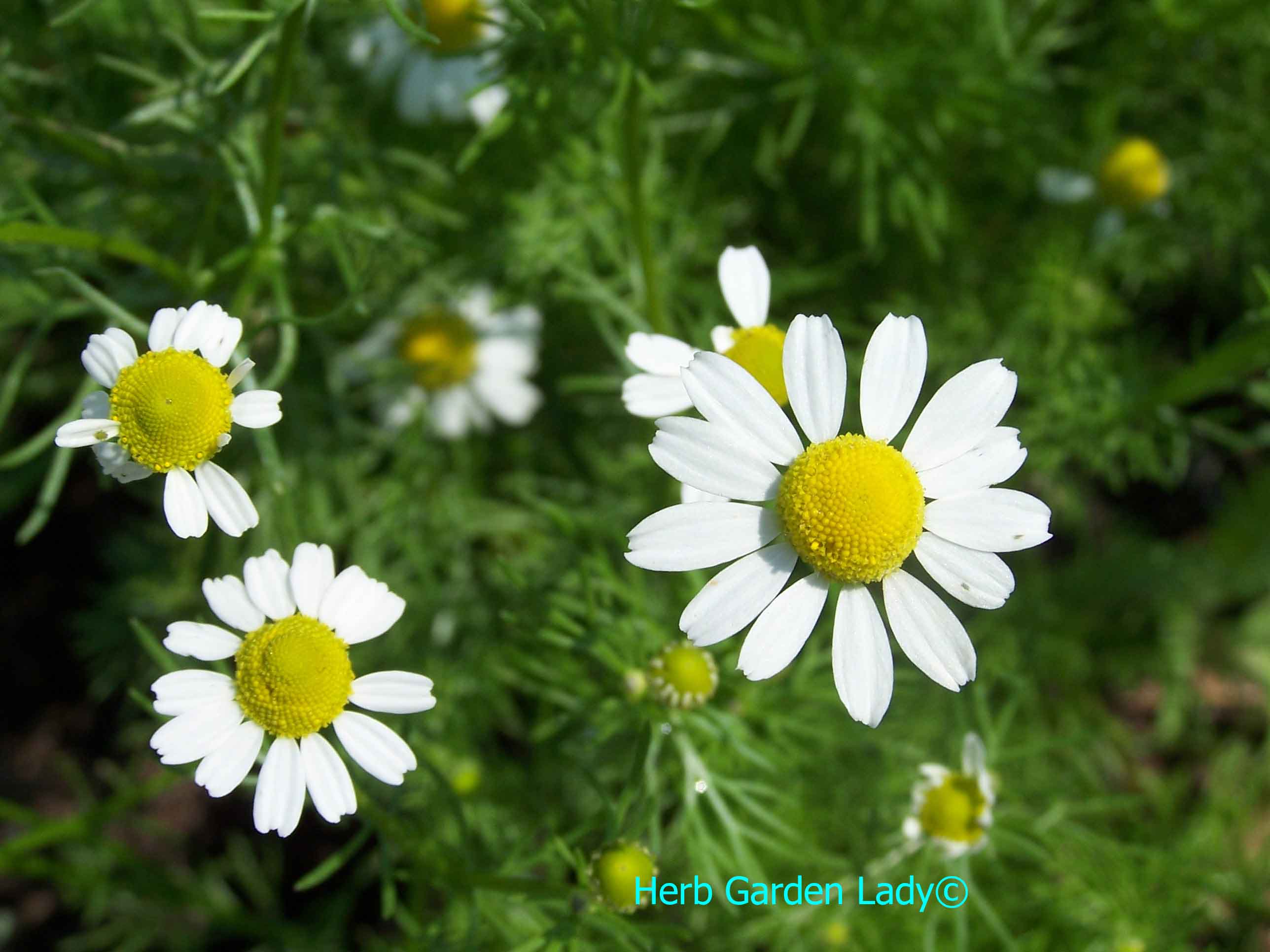Chamomile herb used in aromatherapy is excellent for depression, diarrhea, digestion, menstrual and your skin.
