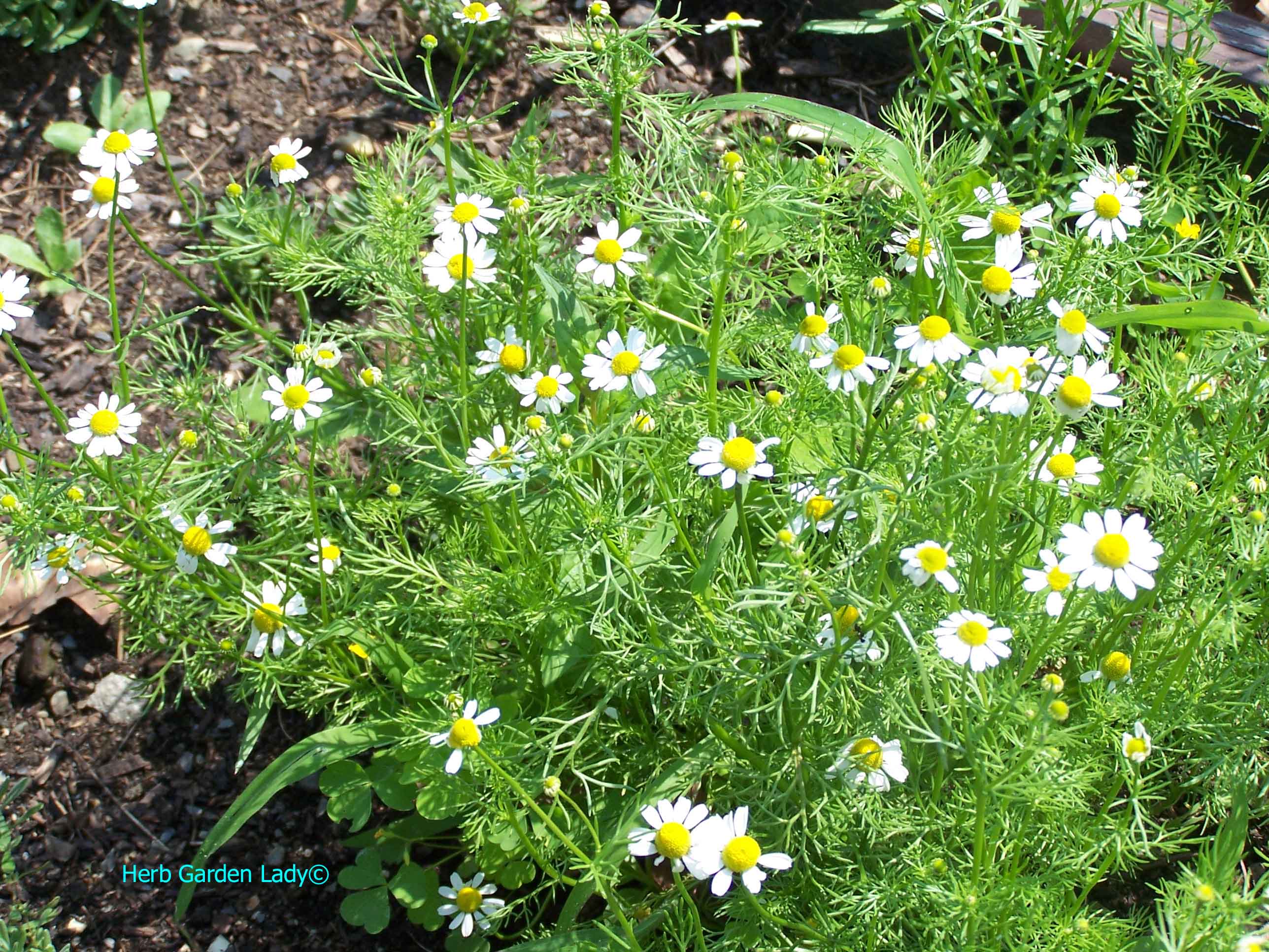 Chamomile herb used in aromatherapy is taken as a tea, tincture, decoction or herbal wrap for your skin.