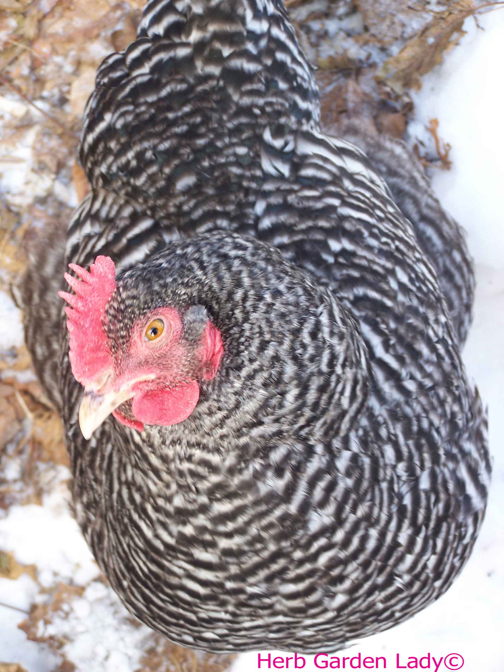 Plymouth Barred Rock