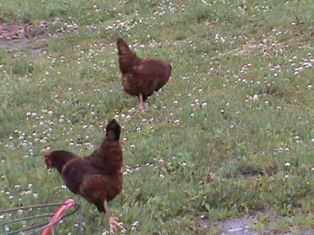 Chickens on pest control