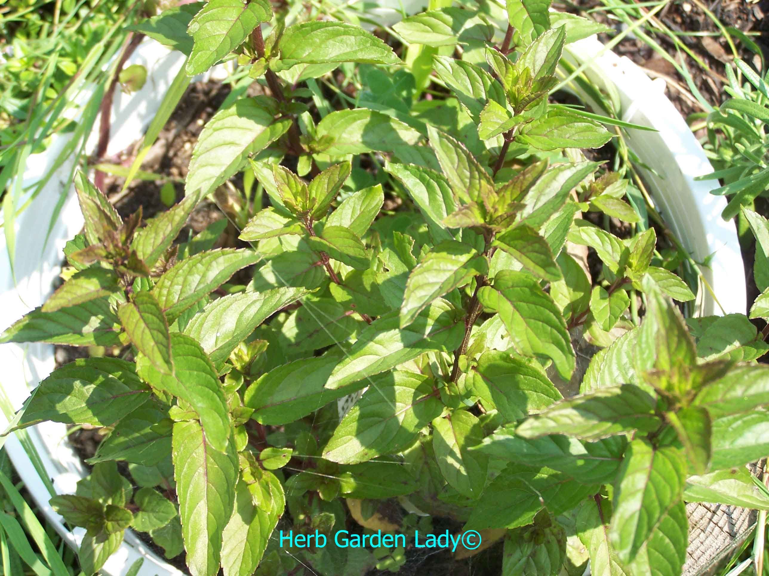 Chocolate mint for my teas