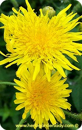 Dandelion herb is a healthy herb to eat and used as a spring tonic to cleanse the body of impurities.