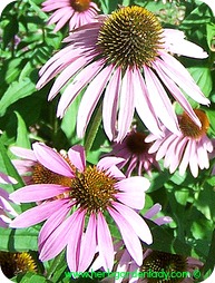 Echinacea herb for colds, flu and ear aches.