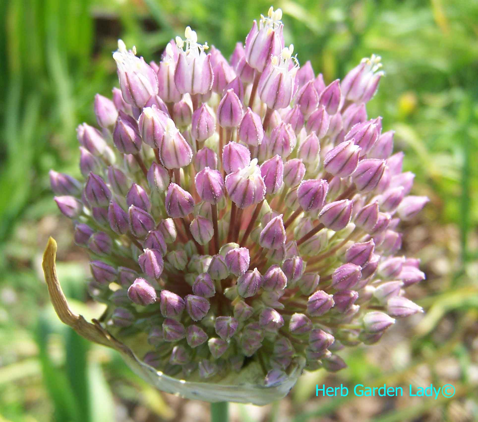 Chive blossom