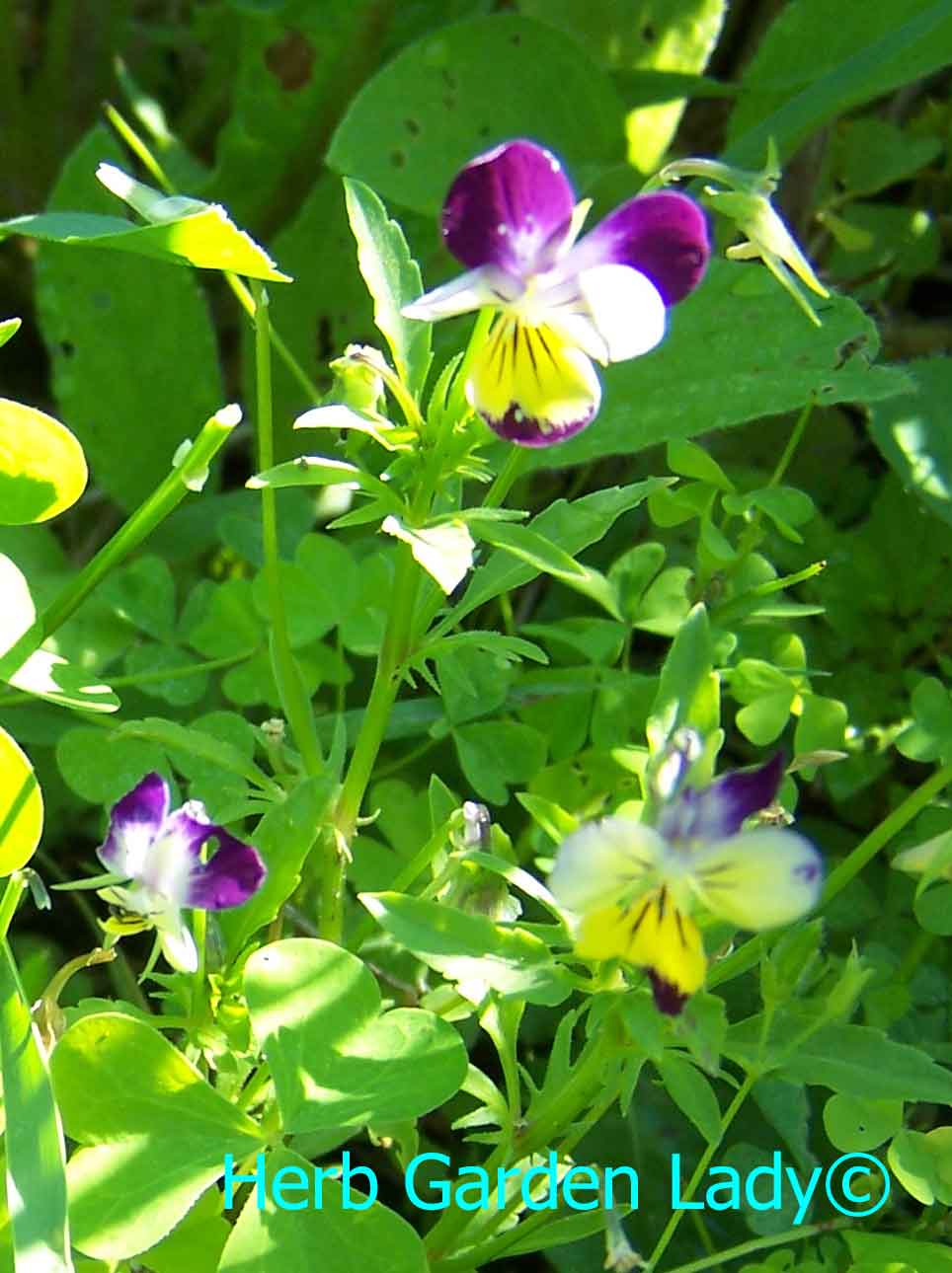Sweet violets or Johnny Jump Ups are small enough for a windowsill herb garden.