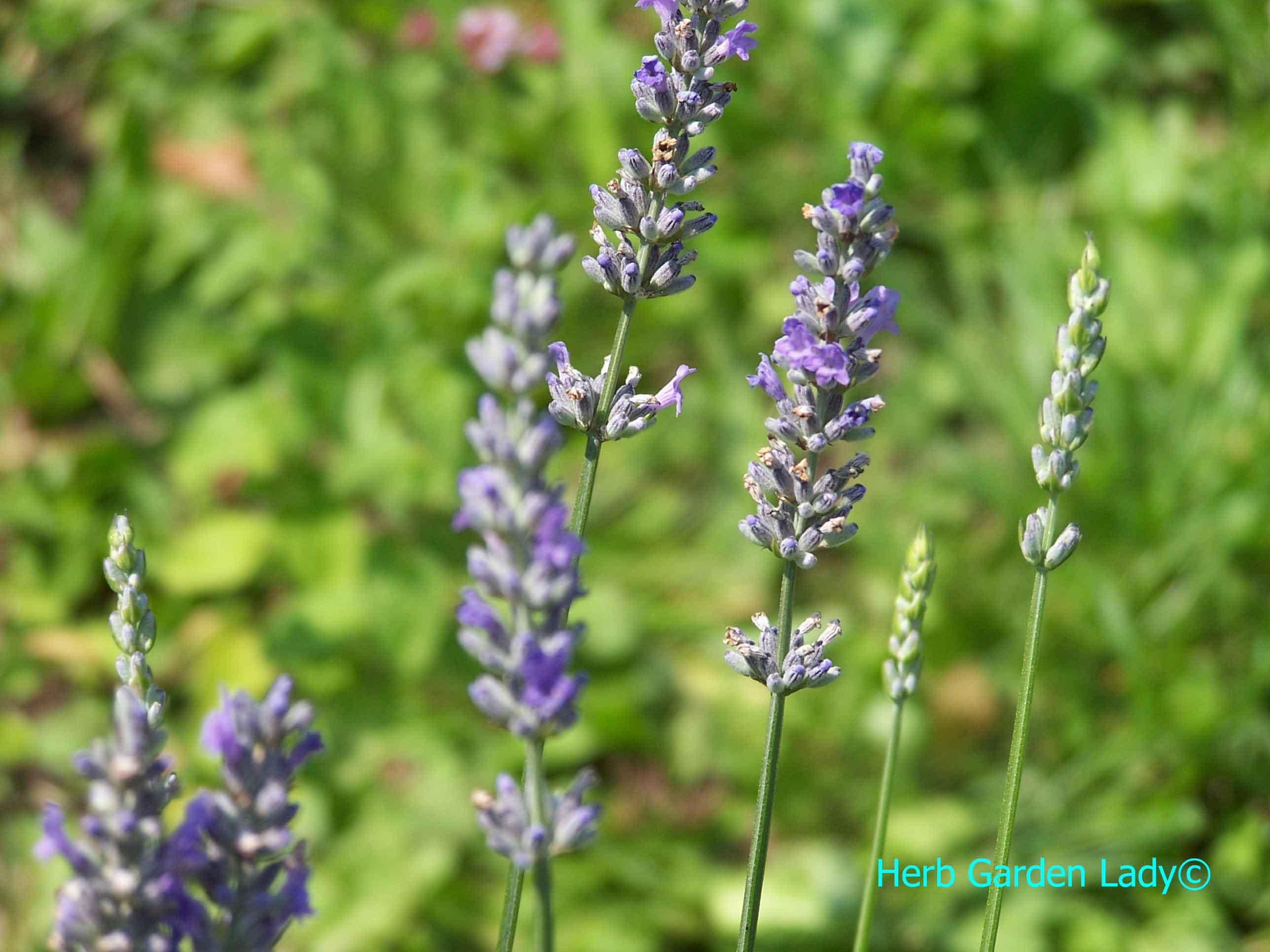Lavender is an excellent herb for an aromatherapy garden design