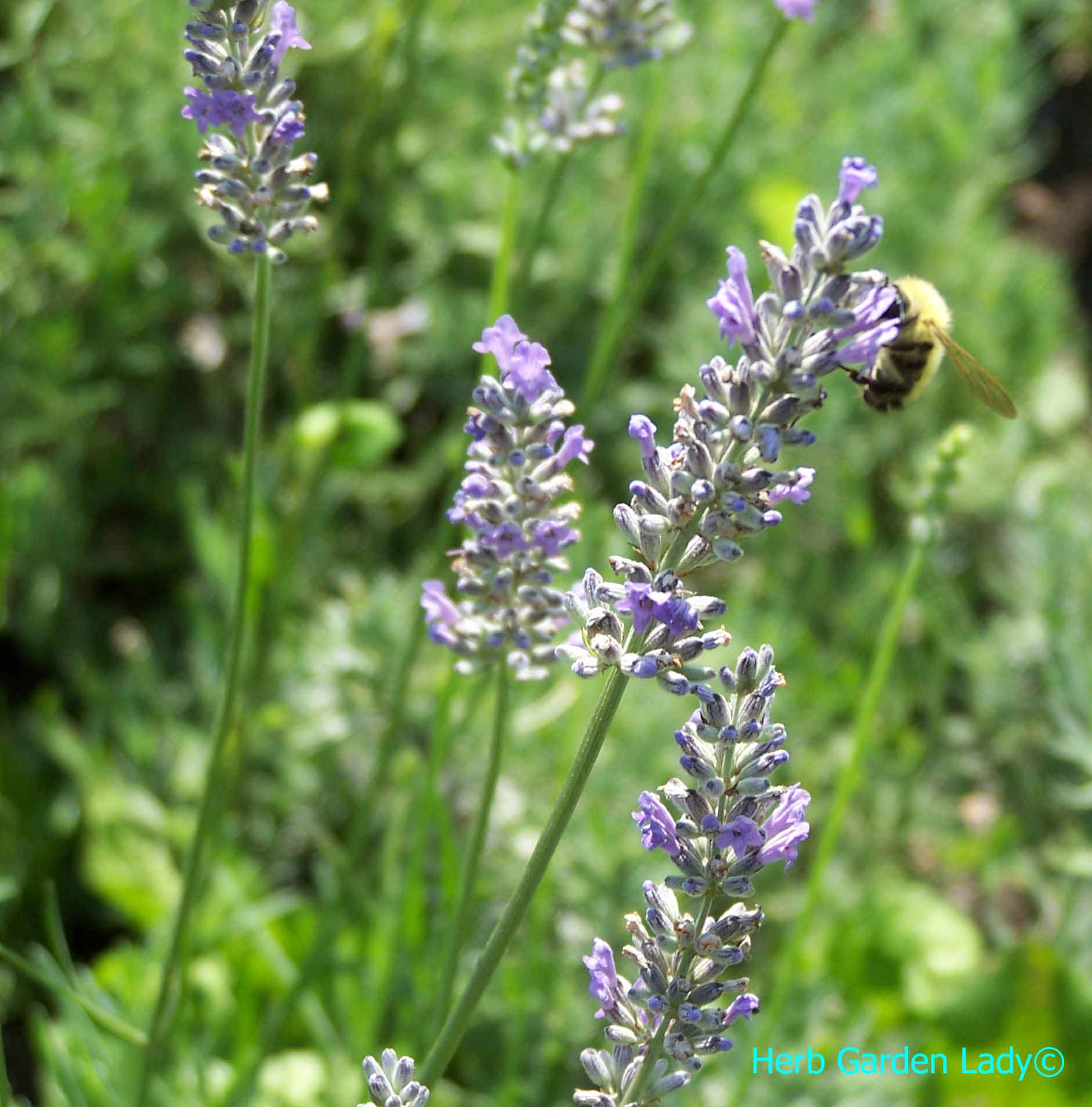 Bumble bee