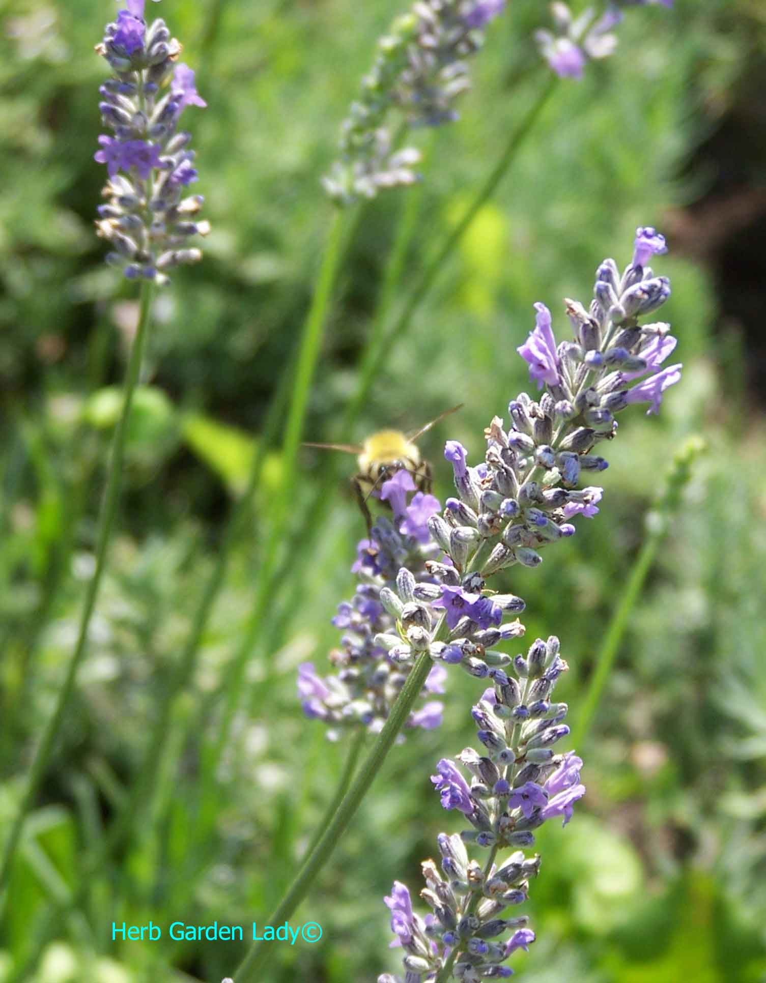 Lavender herb for sachets, teas and aromatherapy