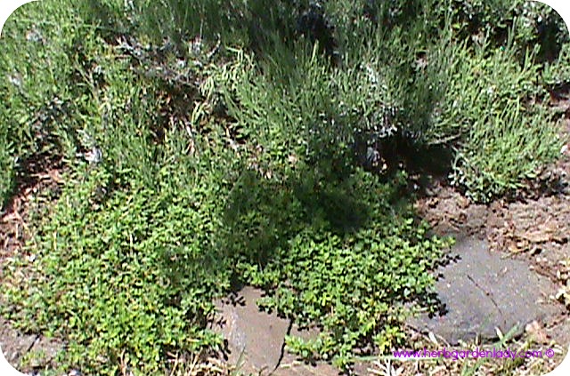 Pink perfume lavender with wild thyme in a rock herb garden
