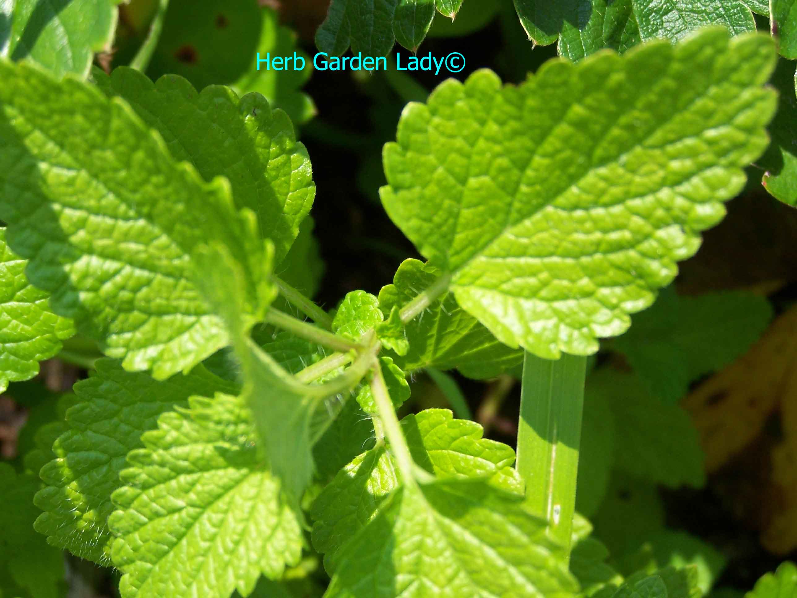 Sweet Melissa also known as Lemon balm