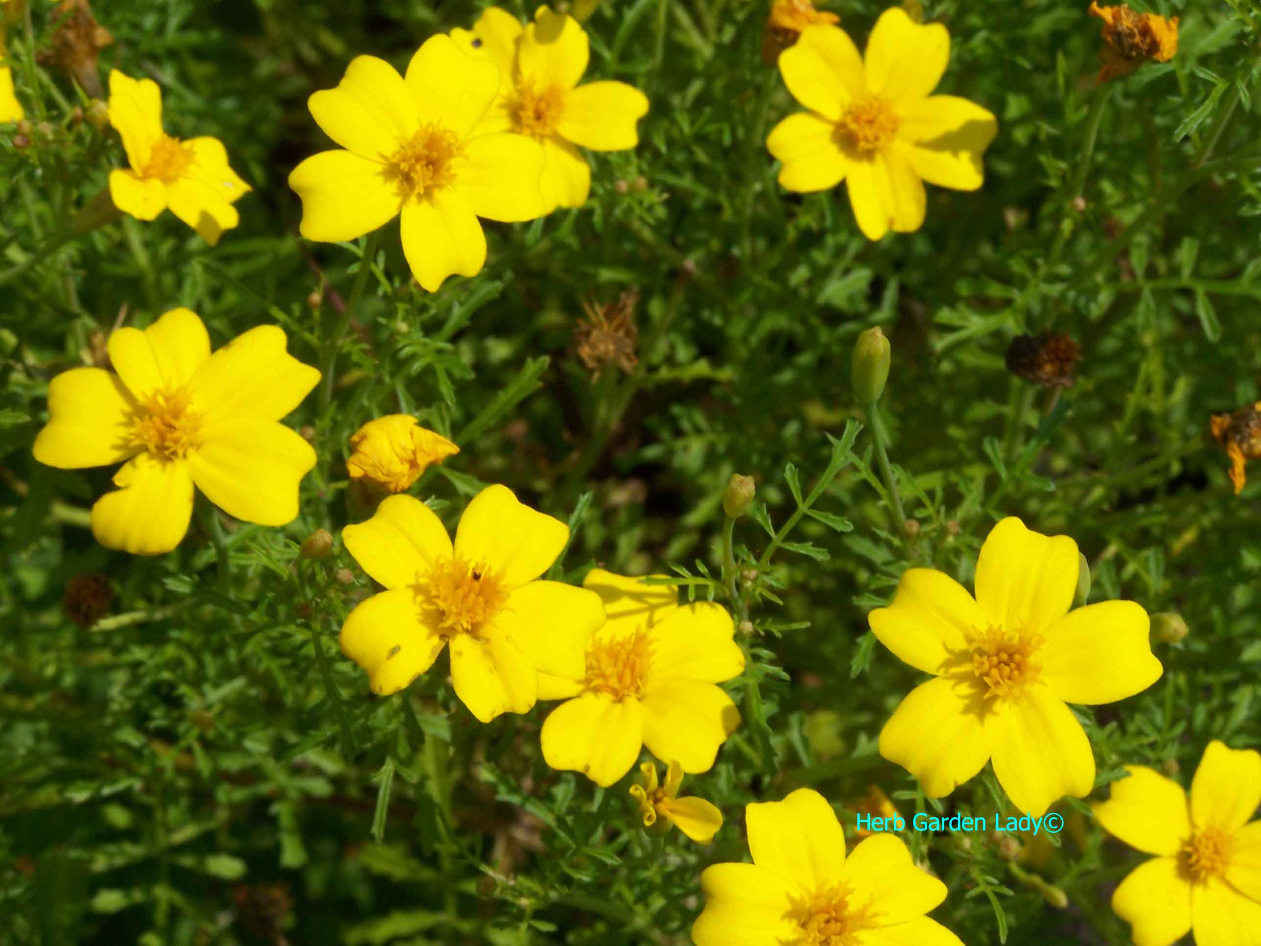 Lemon Gem (Tagetes tenuifolia) marigolds are edible flowers.