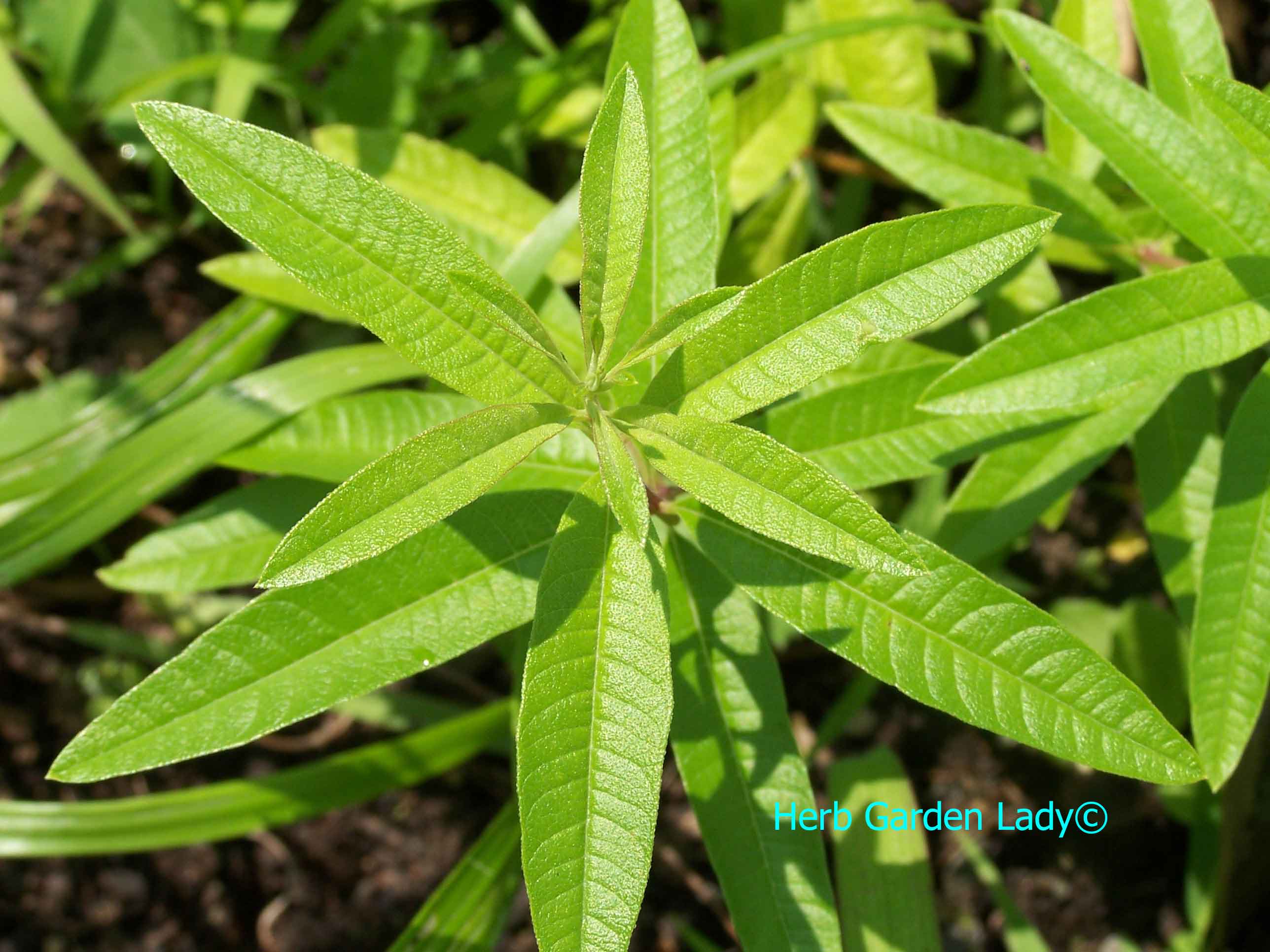 Lemon verbena