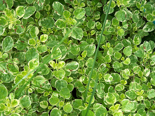 Golden Marjoram