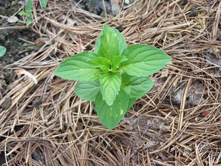 Mint herb is an easy herb to grow. This mint is orange mint.
