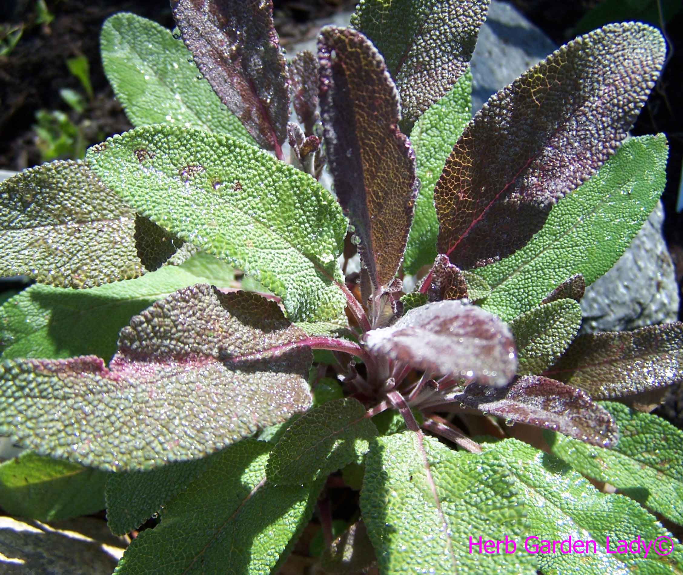 Purple sage herb