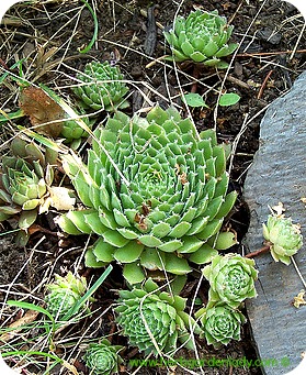 Rhodiola rosea