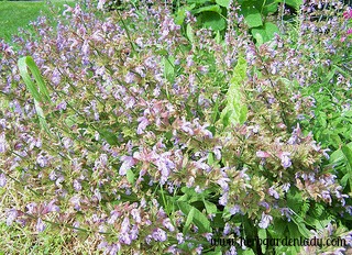 Common sage is good for sore throat gargle and eases digestion of fatty meats.