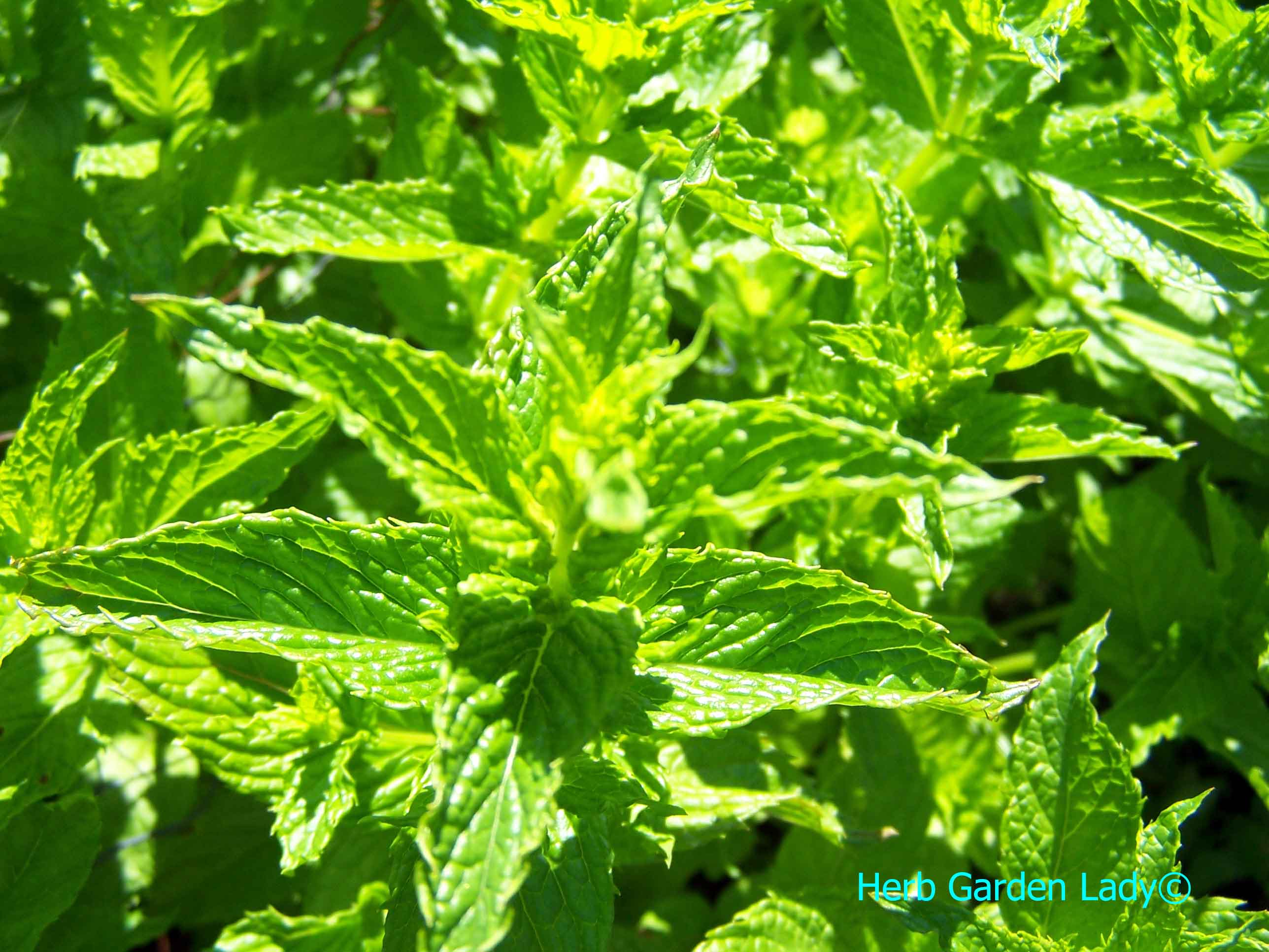 Spearmint is great for a kitchen herb garden.