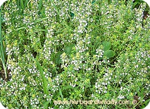 Lemon thyme is great with chicken or pork dishes.
