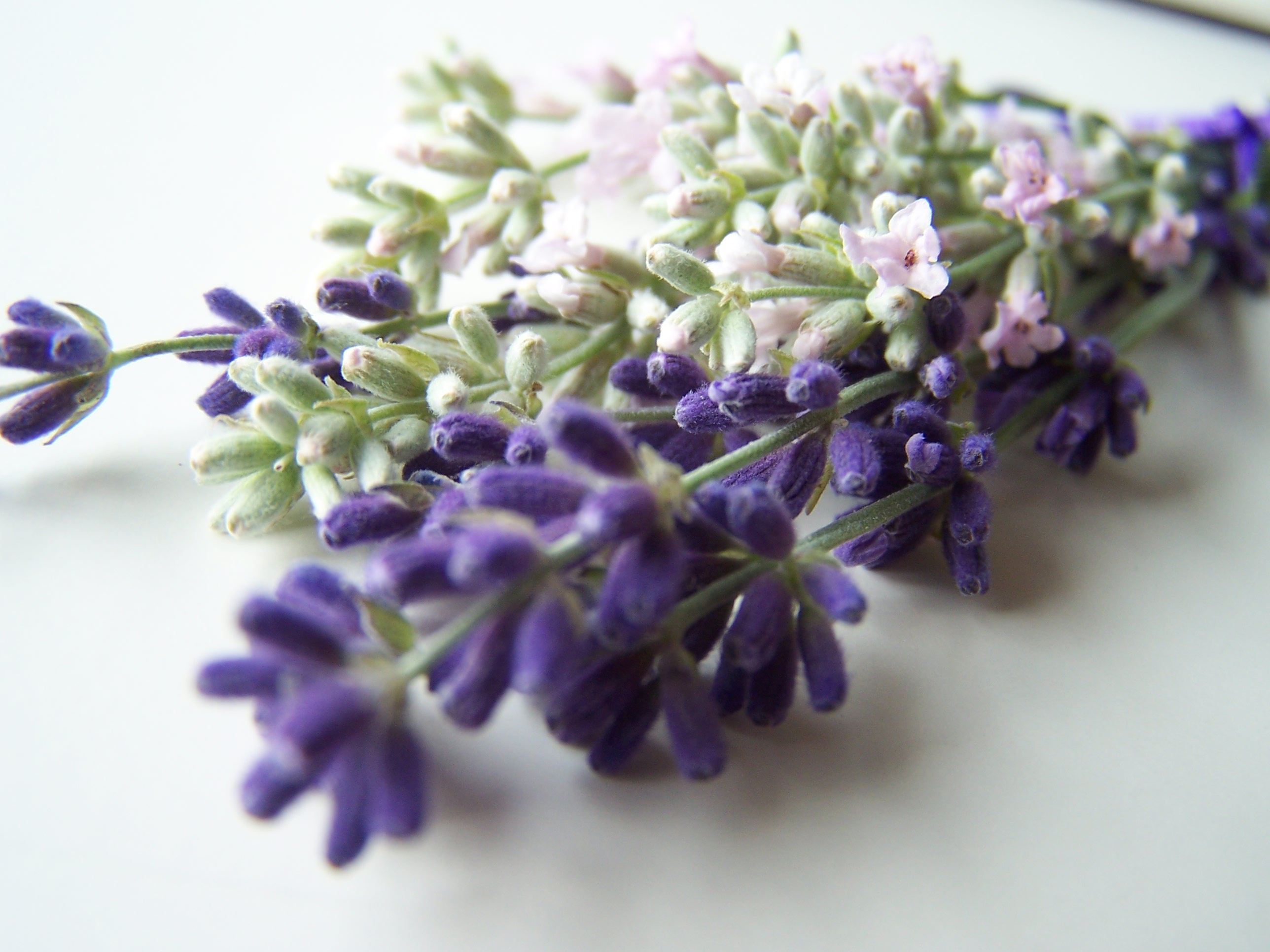 Pink perfume and Munstead varieties
