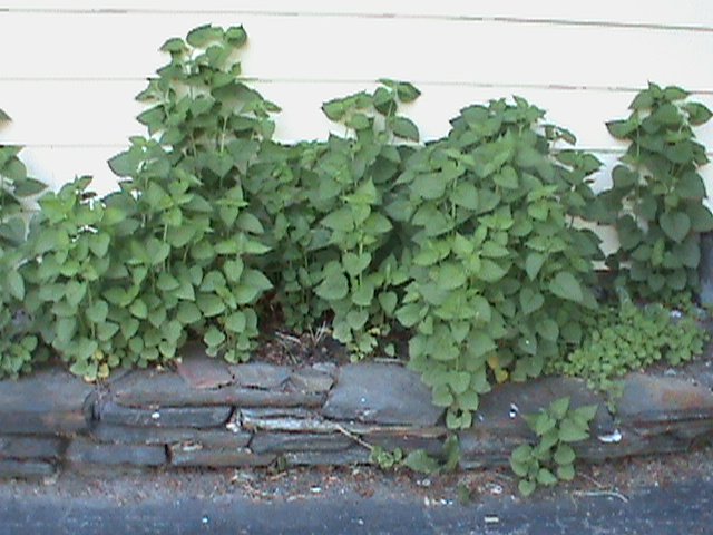 Anise hyssop growing in front of the house showing a herb garden design layout.