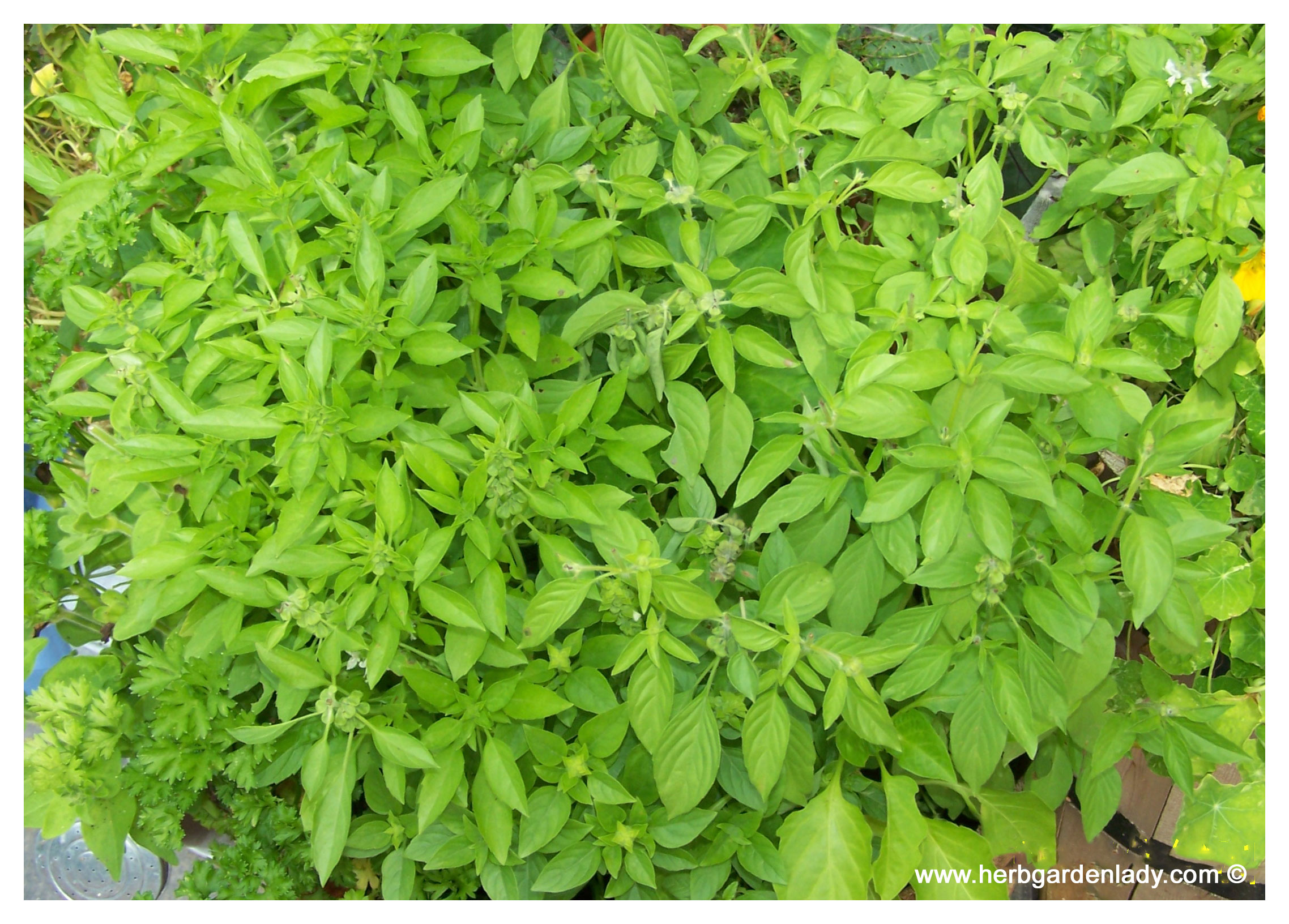 Basil herb