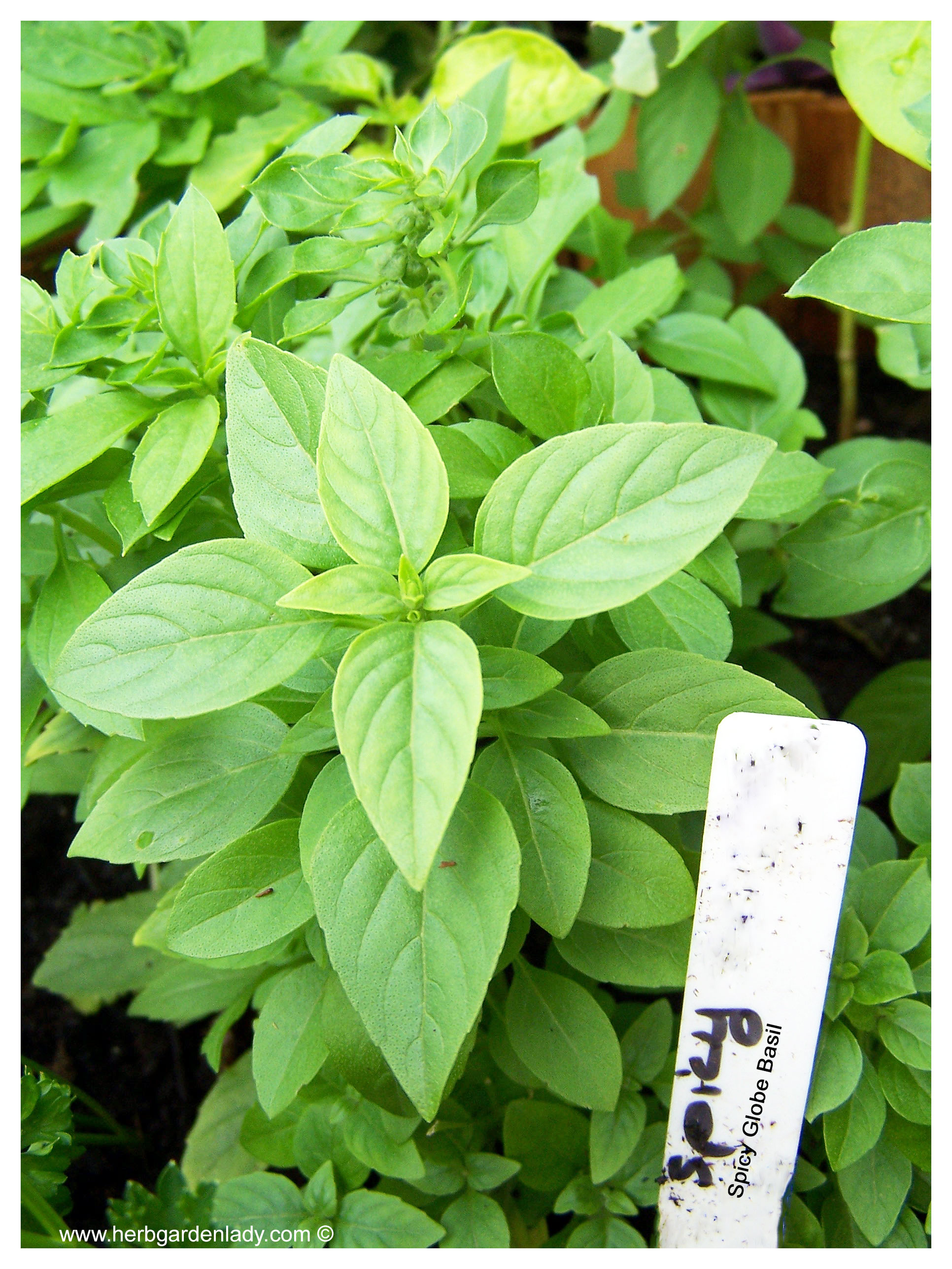 Spicy Globe basil