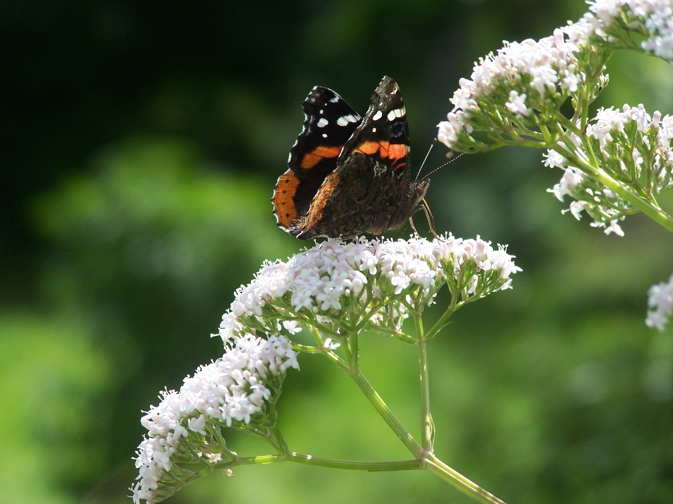 Valerian herb with butterfly