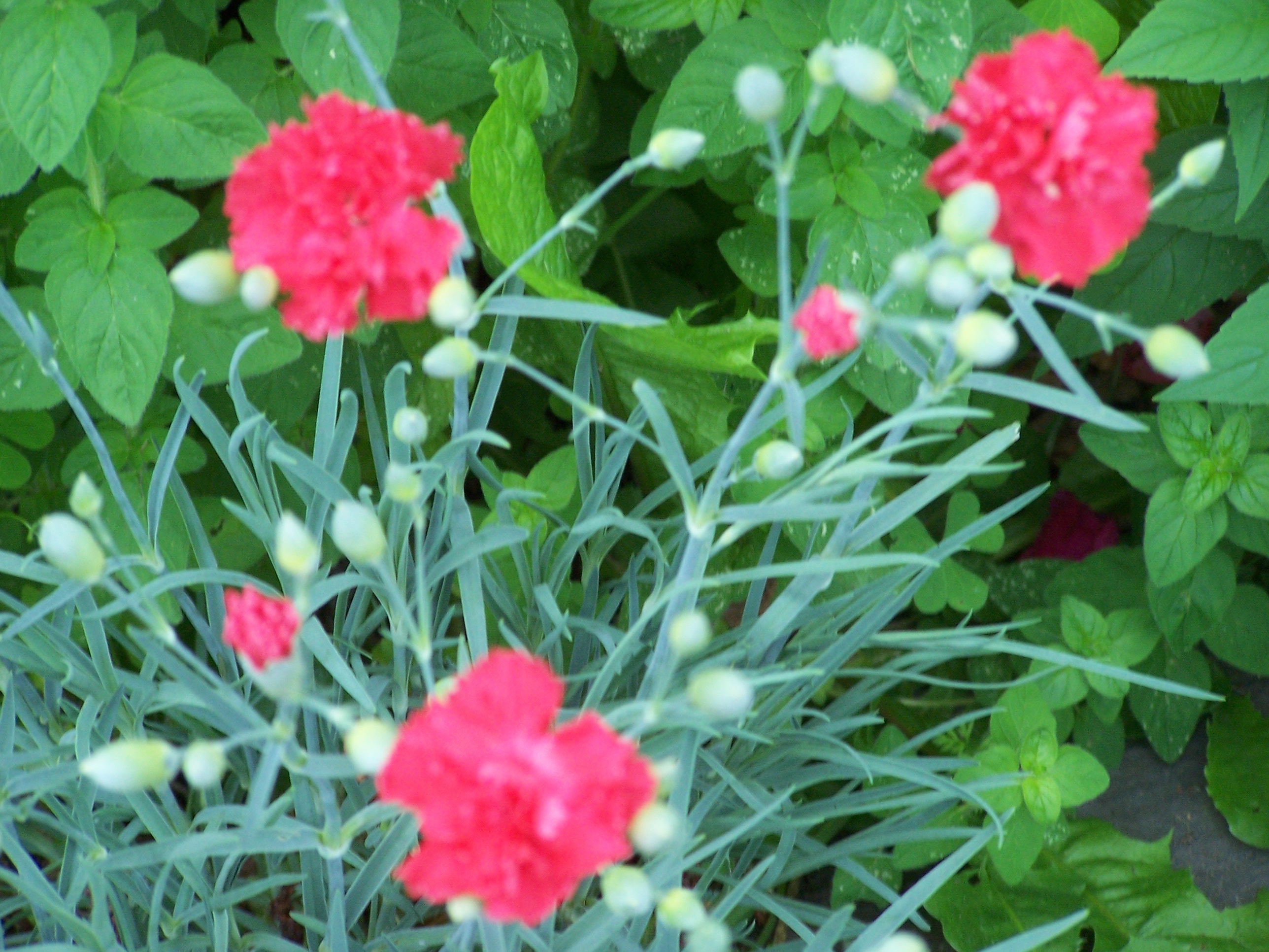 Clove pink part of the carnation variety with edible flowers and usually made into a syrup.