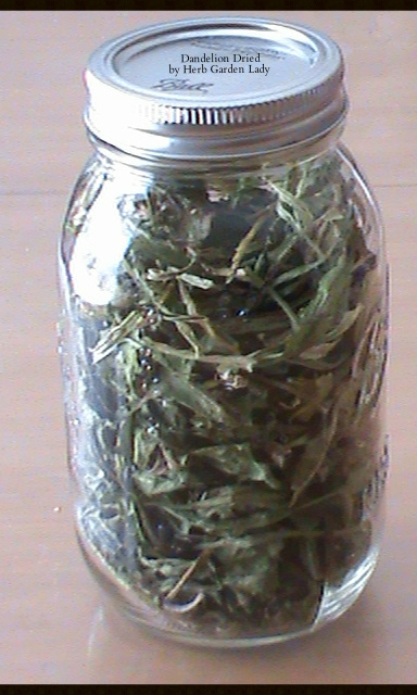 Dandelion herb in a jar that's been fully dried and ready to use.